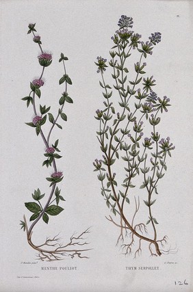 Pennyroyal (Mentha pulegium) and creeping thyme (Thymus serpyllum): entire flowering plants. Coloured etching by C. Pierre, c. 1865, after P. Naudin.