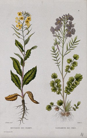 view Charlock (Sinapsis arvensis) and cuckoo flower (Cardamine pratensis): entire flowering plants. Coloured etching by C. Pierre, c. 1865, after P. Naudin.