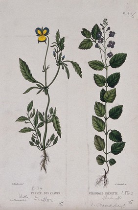 Heart's-ease (Viola tricolor) and germander speedwell (Veronica chamaedrys): entire flowering plants. Coloured etching by A. Duménil, c. 1865, after P. Naudin.