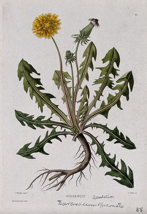 view Dandelion (Taraxacum officinale): entire flowering plant. Coloured etching by C. Pierre, c. 1865, after P. Naudin.