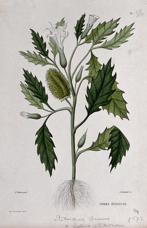 view Thorn-apple or Jamestown weed (Datura stramonium): entire flowering and fruiting plant. Coloured etching by A. Duménil, c. 1865, after P. Naudin.