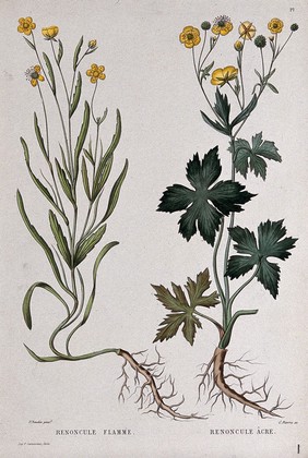 Two types of buttercup (Ranunculus species): entire flowering plants. Coloured etching by C. Pierre, c. 1865, after P. Naudin.
