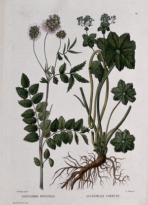 view Two flowering plants: burnet (Sanguisorba officinalis) and lady's mantle (Alchemilla vulgaris). Coloured etching by C. Pierre, c. 1865, after P. Naudin.