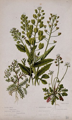 view Six flowering plants, including penny cress (Thlaspi arvense) and shepherd's purse (Capsella bursa-pastoris). Chromolithograph by W. Dickes & co., c. 1855.