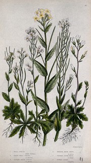 Six flowering plants, including wall cress (Arabis species) and rock cress (Arabis species). Chromolithograph by W. Dickes & co., c. 1855.