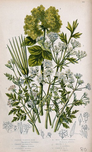 view Six flowering plants, including bladderseed (Physospermum), chervil (Anthriscus cereifolium) and cow-parsley (Anthriscus sylvestris). Chromolithograph by W. Dickes & co., c. 1855.