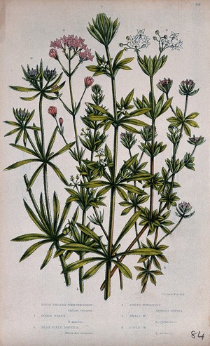 view Six flowering plants, including bedstraw (Galium tricorne), goosegrass (Galium aparine) and woodruff (Galium odoratum). Chromolithograph by W. Dickes & co., c. 1855.