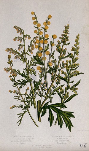 view Six flowering plants, including mugwort (Artemisia vulgaris) and wormwood (Artemisia absinthium). Chromolithograph by W. Dickes & co., c. 1855.