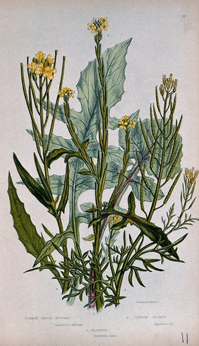 Three flowering plants, including hedge mustard (Sisymbrium officinale) and London rocket (Sisymbrium irio). Chromolithograph by W. Dickes & co., c. 1855.