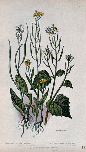 Three flowering plants, including treacle mustard (Erysimum cheiranthoides). Chromolithograph by W. Dickes & co., c. 1855.