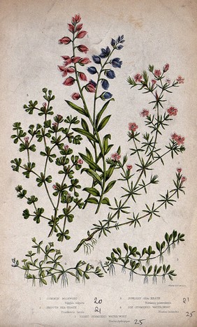 Five flowering plants, including milkwort (Polygala vulgaris) and sea heath (Frankenia laevis). Chromolithograph by W. Dickes & co., c. 1855.