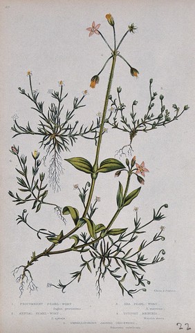 Five flowering plants, including pearlwort (Sagina procumbens) and mouse-ear (Holosteum species). Chromolithograph by W. Dickes & co., c. 1855.