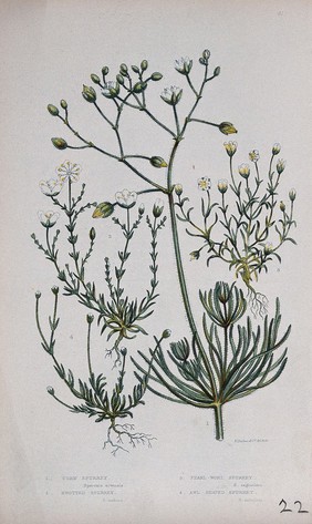 Four flowering plants, including corn spurrey (Spergula arvensis). Chromolithograph by W. Dickes & co., c. 1855.