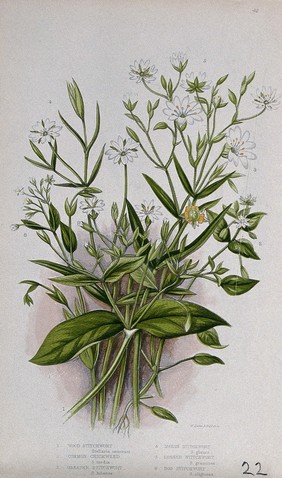 Six flowering plants, all types of chickweed, stitchwort or starwort (Stellaria species). Chromolithograph by W. Dickes & co., c. 1855.