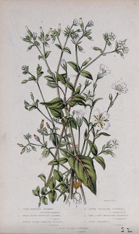 Seven flowering plants: all types of mouse-ear chickweed (Cerastium species). Chromolithograph by W. Dickes & co., c. 1855.