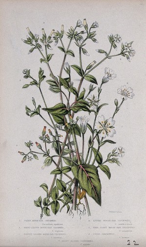 view Seven flowering plants: all types of mouse-ear chickweed (Cerastium species). Chromolithograph by W. Dickes & co., c. 1855.