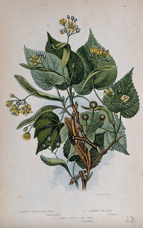 Three flowering branches, all from types of lime tree (Tilia species). Chromolithograph by W. Dickes & co., c. 1855.