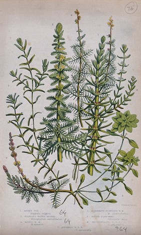 Seven flowering plants, including water milfoil (Myriophyllum species) and starworts (Callitriche species). Chromolithograph by W. Dickes & co., c. 1855.