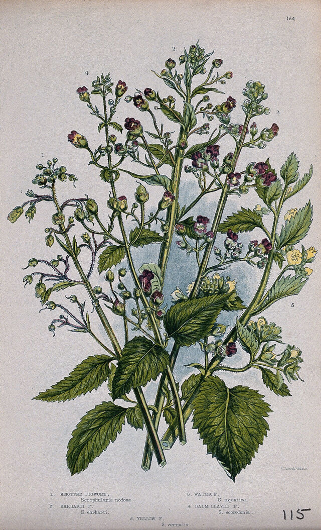 Five flowering plants, all types of figwort (Scrophularia species ...