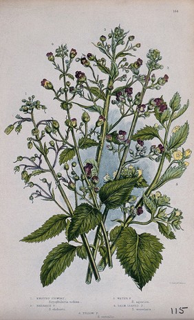 Five flowering plants, all types of figwort (Scrophularia species). Chromolithograph by W. Dickes & co., c. 1855.