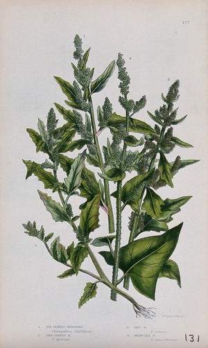 view Four flowering plants, all types of goosefoot (Chenopodium species). Chromolithograph by W. Dickes & co., c. 1855.