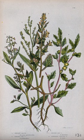 Four flowering plants, all types of orache (Atriplex species). Chromolithograph by W. Dickes & co., c. 1855.