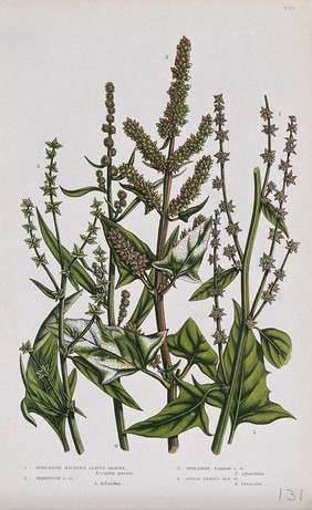 Four flowering plants, all types of orache (Atriplex species). Chromolithograph by W. Dickes & co., c. 1855.