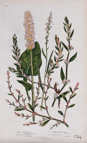 view Five flowering plants, including bistort (Polygonum bistorta) and knotgrass (Polygonum aviculare). Chromolithograph by W. Dickes & co., c. 1855.
