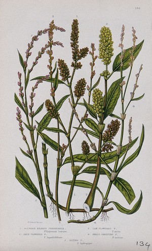 view Five flowering plants, including water pepper (Polygonum hydropiper) and redleg (Polygonum persicaria). Chromolithograph by W. Dickes & co., c. 1855.