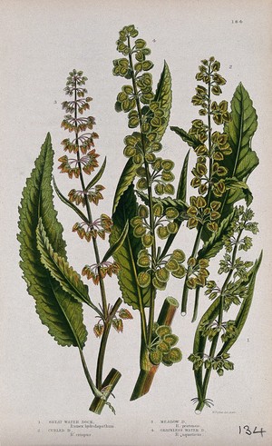 view Four flowering plants, all types of dock or sorrel (Rumex species). Chromolithograph by W. Dickes & co., c. 1855.