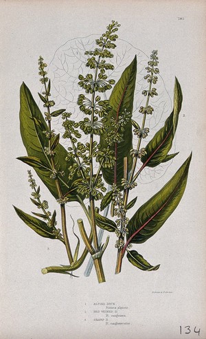 view Three flowering plants, all types of dock (Rumex species). Chromolithograph by W. Dickes & co., c. 1855.