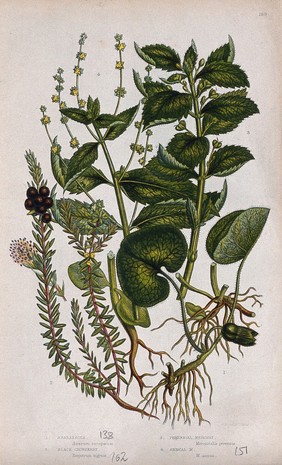 Four flowering plants, including asarabacca (Asarum europaeum) and two mercury plants (Mercurialis species). Chromolithograph by W. Dickes & co., c. 1855.