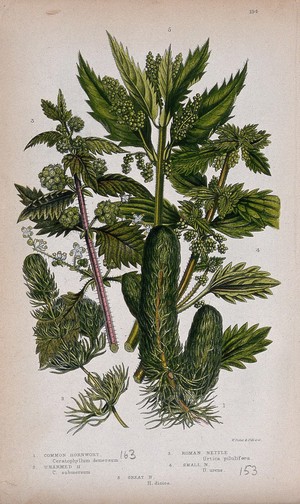 view Five flowering plants, including hornworts (Ceratophyllum species) and nettles (Urtica species). Chromolithograph by W. Dickes & co., c. 1855.