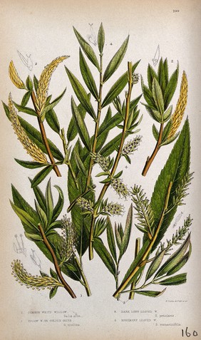 Four plant stems with catkins, all from types of willow (Salix species). Chromolithograph by W. Dickes & co., c. 1855.