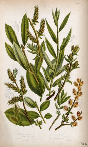 Four plant stems with catkins, all from named types of willow (Salix species). Chromolithograph by W. Dickes & co., c. 1855.