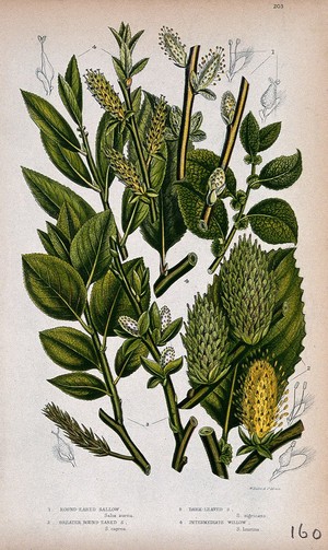 view Four plant stems with catkins, all from named types of willow (Salix species). Chromolithograph by W. Dickes & co., c. 1855.