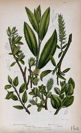 Three plant stems with catkins, all from named types of willow (Salix species). Chromolithograph by W. Dickes & co., c. 1855.