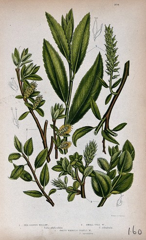 view Three plant stems with catkins, all from named types of willow (Salix species). Chromolithograph by W. Dickes & co., c. 1855.