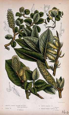 Four plant stems with catkins, all from named types of willow (Salix species). Chromolithograph by W. Dickes & co., c. 1855.