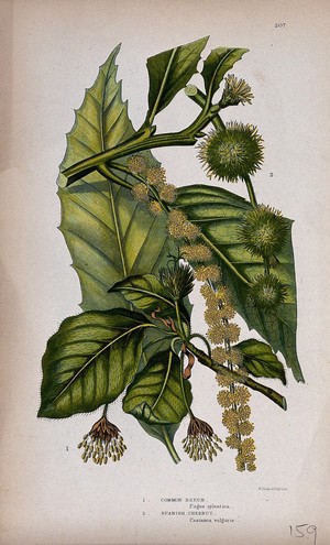 view Common beech (Fagus sylvatica) and Spanish chestnut (Castanea sativa): leafy and flowering twigs. Chromolithograph by W. Dickes & co., c. 1855.