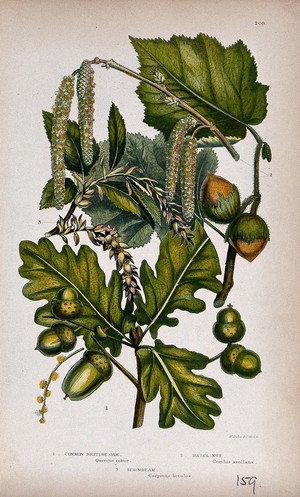 view Oak (Quercus robur), hazel (Corylus avellana) and hornbeam (Carpinus betulus): fruiting and flowering twigs. Chromolithograph by W. Dickes & co., c. 1855.