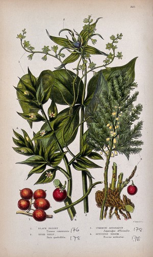 view Four flowering and fruiting plants: black bryony, herb Paris, common asparagus and butchers broom. Chromolithograph by W. Dickes & co., c. 1855.