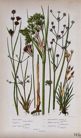 Seven flowering plants, all named types of rush (Juncus species). Chromolithograph by W. Dickes & co., c. 1855.