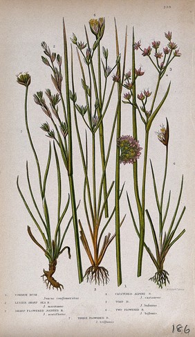 Seven flowering plants, all named types of rush (Juncus species). Chromolithograph by W. Dickes & co., c. 1855.