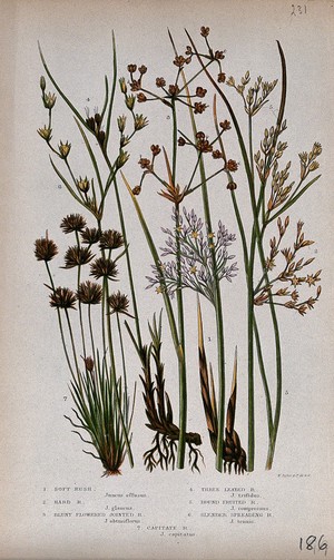 view Seven flowering plants, all named types of rush (Juncus species). Chromolithograph by W. Dickes & co., c. 1855.