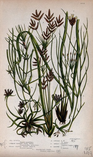 view Seven flowering aquatic plants, including eelgrass (Zostera marina) and bog rush (Schoenus nigricans). Chromolithograph by W. Dickes & co., c. 1855.