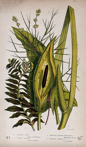 Four flowering plants, including cuckoo-pint, sweet flag and two pondweeds. Chromolithograph by W. Dickes & co., c. 1855.