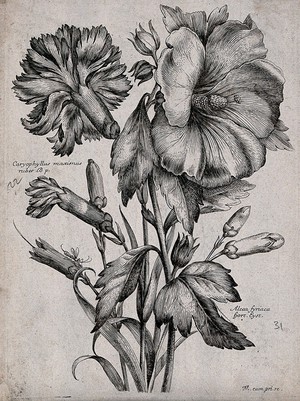 view A carnation (Dianthus caryophyllus) and hollyhock (Alcea rosea): flowering stems. Etching by N. Robert, c. 1660, after himself.