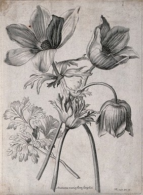 An anemone plant (Anemone species): three flowers and a leaf. Etching by N. Robert, c. 1660, after himself.