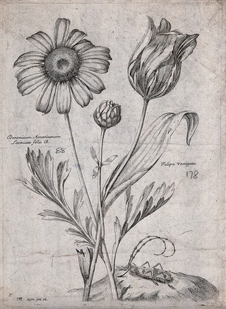 A leopard's bane plant (Doronicum species) and tulip (Tulipa species): flowering stems and a grasshopper. Etching by N. Robert, c. 1660, after himself.